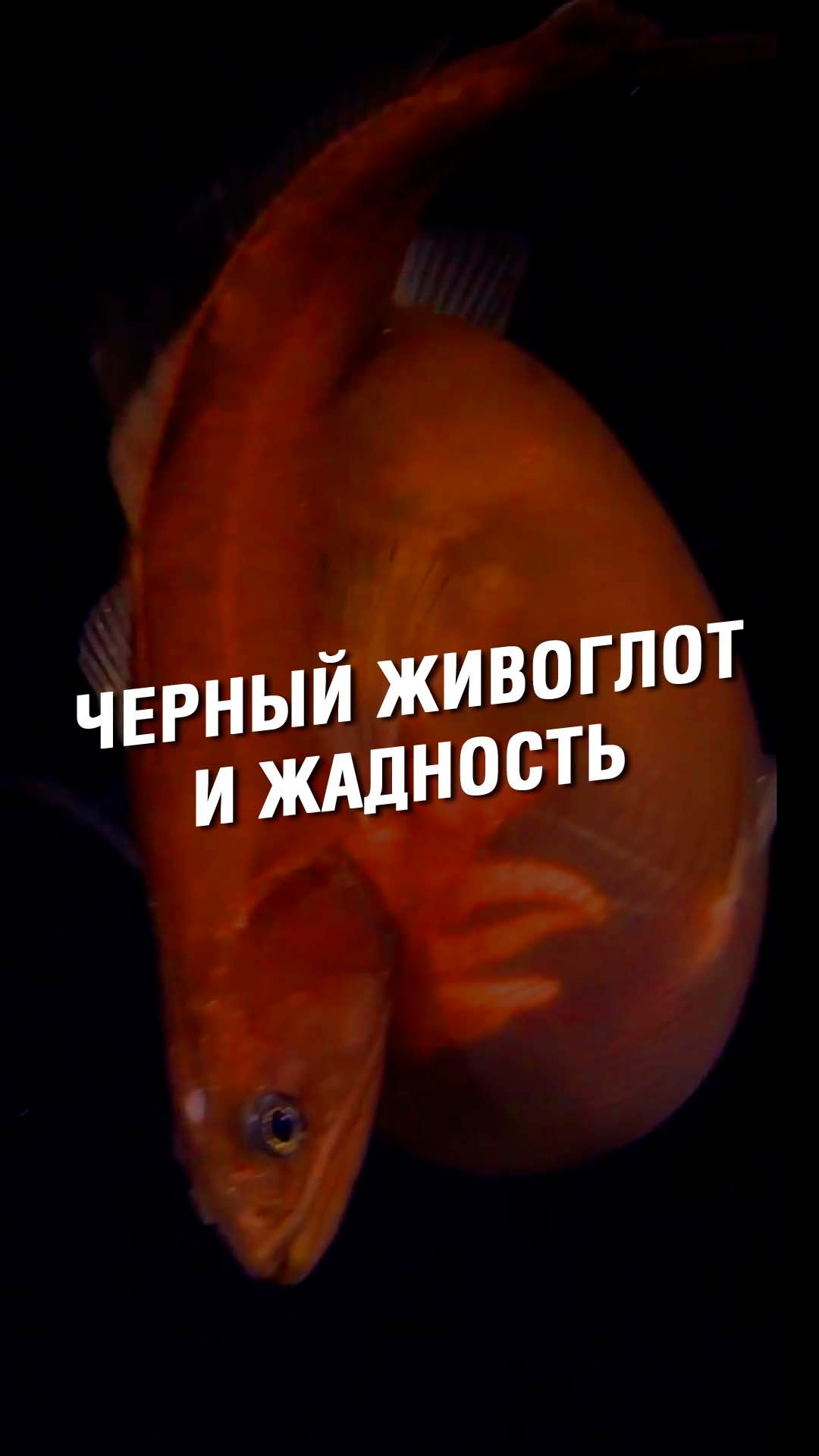 ЧЕРНЫЙ ЖИВОГЛОТ И ЖАДНОСТЬ | OCEAN