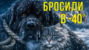 Богачи улетели, привязав пса к катеру в -40. Они не заметили, КОГО он грел своим телом! 😱