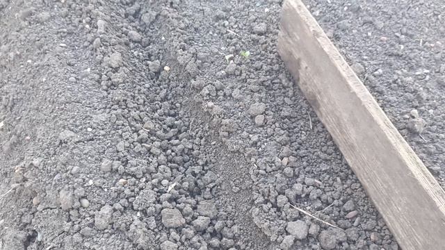 Садим свеклу по-новому.  Понравилось!