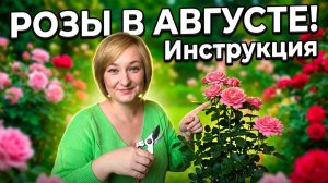 Что делать с розами в августе? Пошаговый уход для ВСЕХ регионов России!
