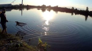 Карп 13 кг и сходы рыбы в коряге. Пруд Лакокраска.