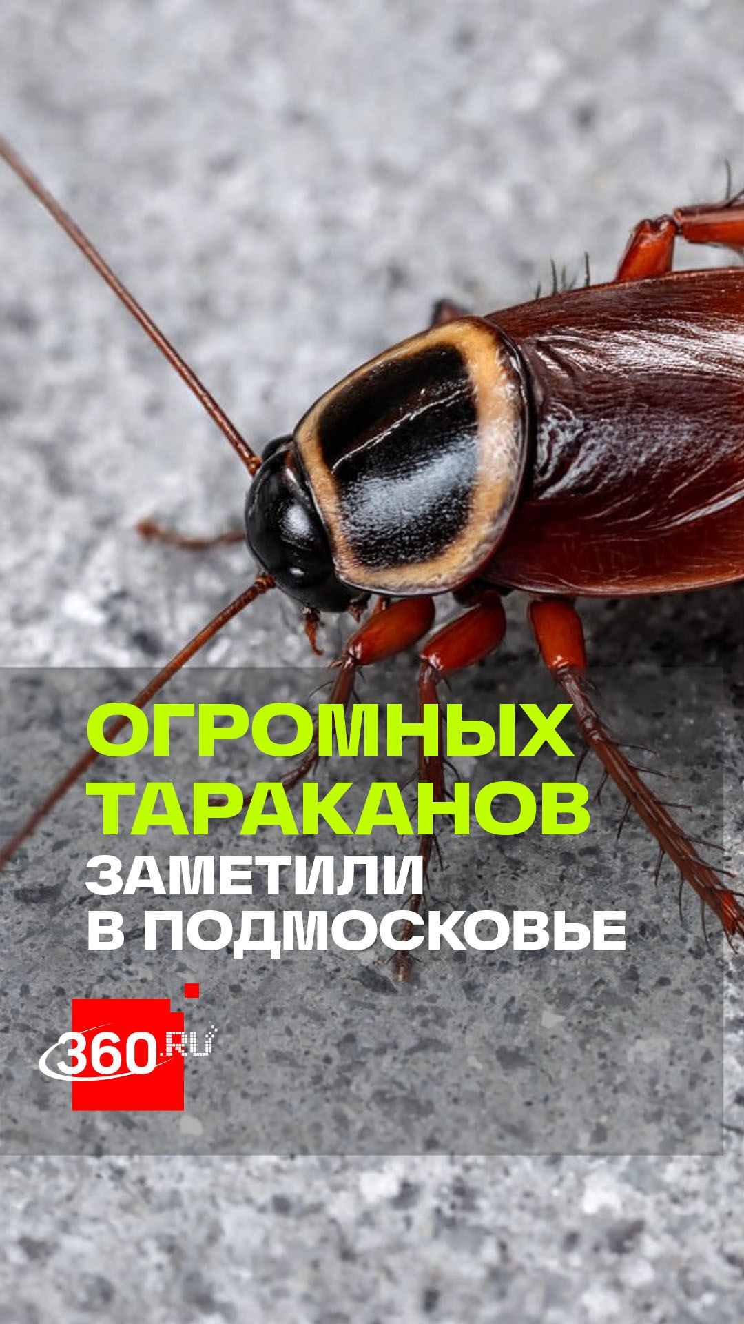 Тараканы размером с палец добрались до Подмосковья
