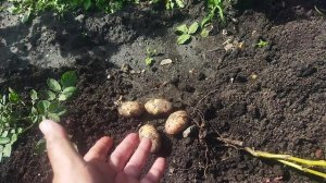Картофель Американка выкопала 09.08.2026 г. Отличный урожай с 1 кг картофеля семейного материала.