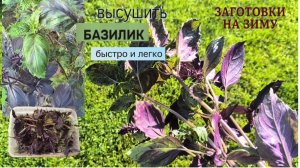 Базилик. Сушим базилик на зиму: собираем, сушим, храним. #заготовки_на_зиму  #базилик.