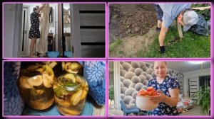 Сердце выпрыгнуло и ноги обмякли. Чистим и ровняем участок у дома. Огурцами завалило.