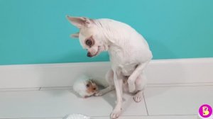 СЛАЙМ ЧЕЛЛЕНДЖ ТОРТ ИЗ КЛЕЯ/ ПИТОМЦЫ ПРОВЕРЯЮТ ЛАЙФХАКИ