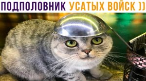 ТОВАРИЩ ПОДПОЛОВНИК))) Приколы с котами