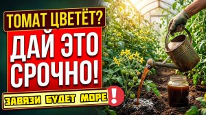 ТОМАТЫ ЦВЕТУТ, А ПЛОДОВ МАЛО? Срочно дайте это для завязи!