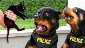 🚨КОГДА ПОЛИЦЕЙСКИЕ СОБАКИ ЗАБЫЛИ ПРО РАБОТУ🐕👮