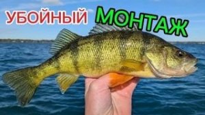 Эта оснастка ловит ОКУНЯ всегда и везде.