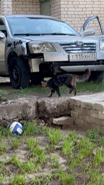 Кот Педя пришел на шашлык 😁