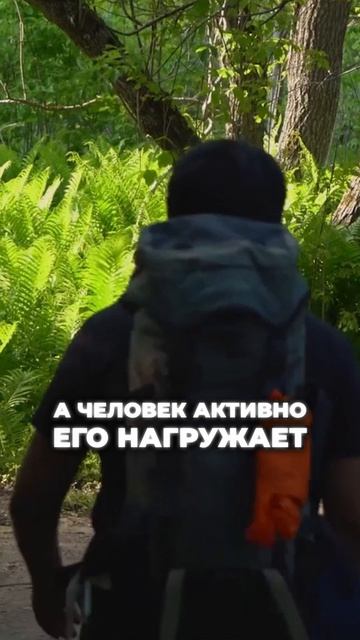 Срок службы эндопротеза: Сколько лет он работает?