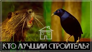 5 ЛУЧШИХ СТРОИТЕЛЕЙ ЖИВОТНОГО МИРА - #42