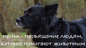 Песня - посвящение людям, которые помогают животным.