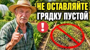 8 КУЛЬТУР ещёуспеют вырасти после лука и чеснока в Августе!