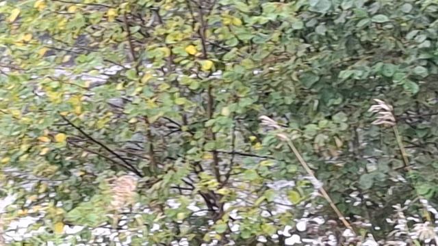 В ДЕРЕВНЕ,ЮЖАКОВСКИЙ ПРУД.