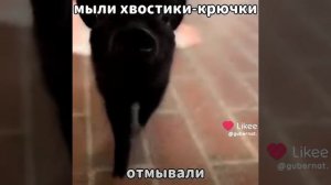 видео из лайка, но не мое