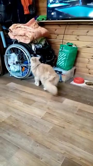 Розочка в гостях