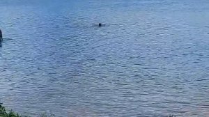 Водная 🌊 гармония природы ❣️