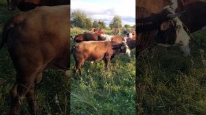герефорды на пастбище