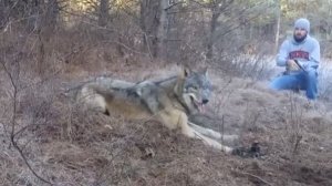 Волк попал в капкан. Но только посмотрите, кто пришёл зверю на помощь