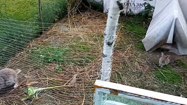 Дом у озера. Пëстренький на свободе. 10.08.2026.