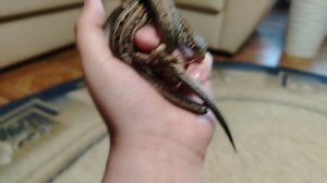 Ящерицы😎🦎(Песня)