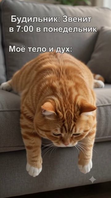 Shorts от Кота
