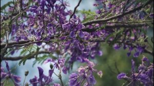 Цветущий сад, пение птиц и кукушки Белый шум 5 часов