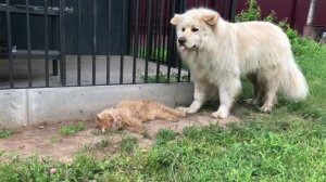 Альфушка❤️❤️❤️Ричик, летний день❗️