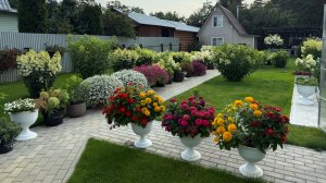 Коллекция метельчатых гортензий-2026. 10 августа. Начало красоты 🌺😍