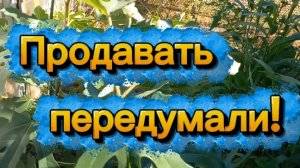 Продавать дачу передумали.Жду первый урожай инжира.
