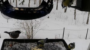 Один Снегирь и три синицы