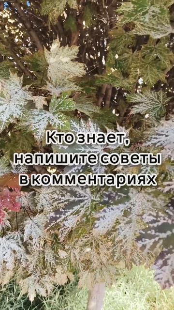 кто знает? что делать с деревом? как помочь?
