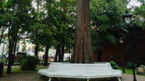 Дерево короля Пруссии Зеленоградск 10.08.2026 года Эпизод 2
