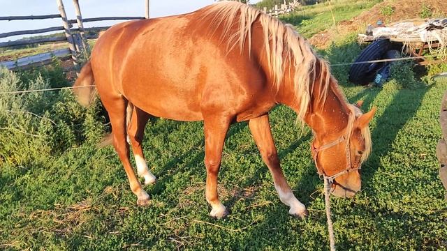 Лошадь 🐎 и армия комаров: