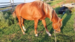 Лошадь 🐎 и армия комаров: