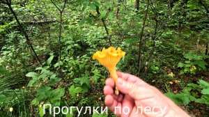 Собираю лисички во втором березняке. Белых пока нет