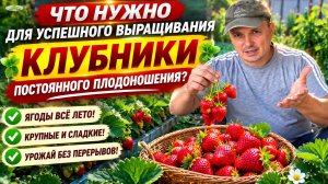 БОЛЬШИЕ ПРЕИМУЩЕСТВА КЛУБНИКИ ПОСТОЯННОГО ПЛОДОНОШЕНИЯ!