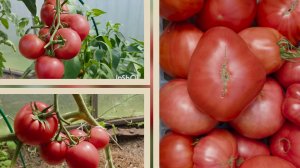 10.08.  Мои томаты 2026