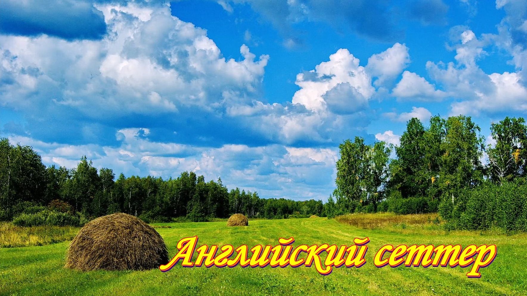 Охота в лугах. Английский сеттер