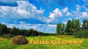 Охота в лугах. Английский сеттер