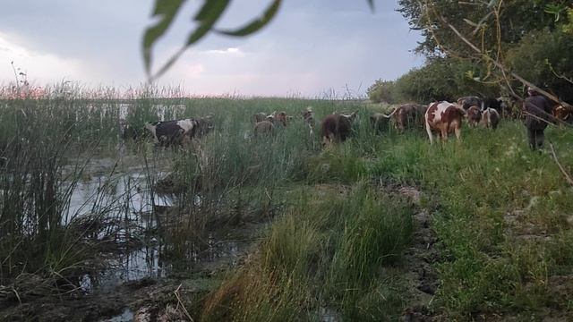Гоним коров домой ,теле́нок заплыл очень далеко