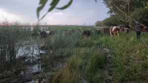 Гоним коров домой ,теле́нок заплыл очень далеко