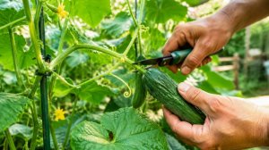 Что делать в августе на даче, чтобы не потерять урожай