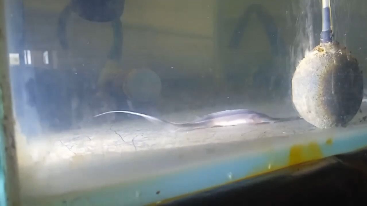 Amu Darya Shovelnose (P. Kaufmanni). The 1st Generation In Aquaculture. Nukus, Uzbekistan 05.08.2026