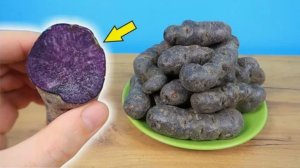 ЧТО если сделать ПЮРЕШКУ из ФИОЛЕТОВОЙ картошки?