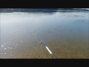 10.08.2026 рыбалка / релакс на берегу реки Бия / рыбка, утки, чай / забава кошкам на всю ночь