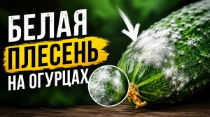 Белая плесень на огурцах как избавиться и что это такое
