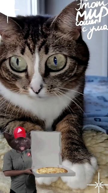 Хвостик пытается быть спокойным, но мир вокруг — сплошной хаос! 😼🐾💥